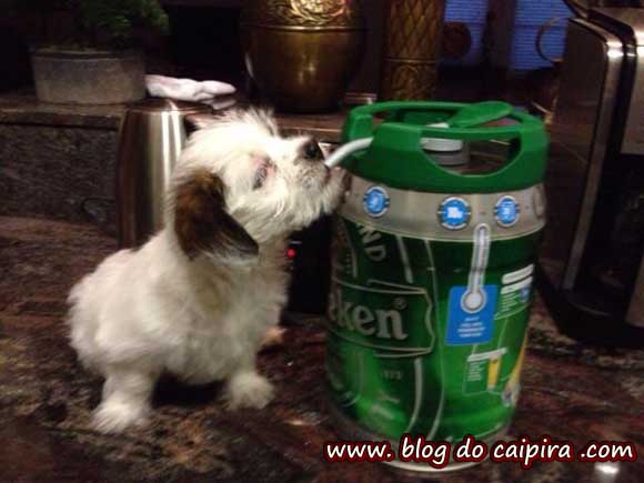 cão tomando cerveja