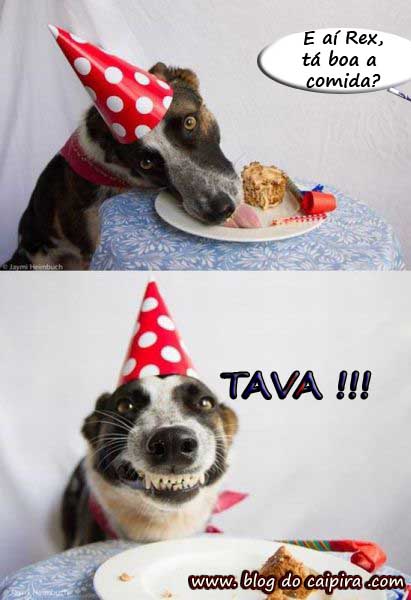 festa de aniversário para cães