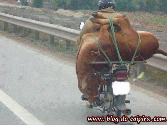 transportando gado