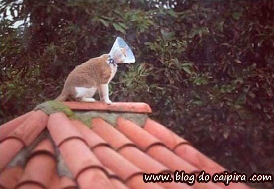 antena sky gato